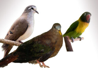 Vogelshow in het Damast