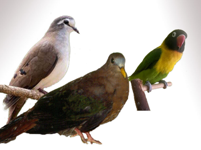 Vogelshow in het Damast