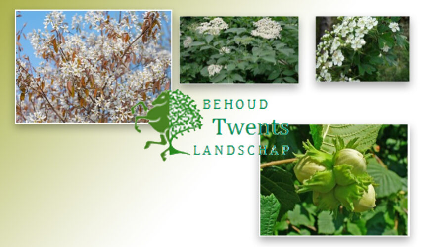 Gratis bosplantsoen voor grondeigenaren