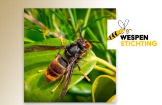 Veel discussie om bestrijding Aziatische hoornaar