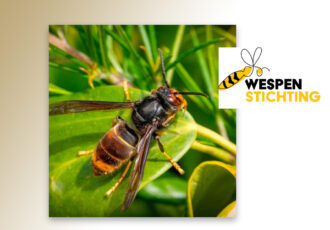 Veel discussie om bestrijding Aziatische hoornaar