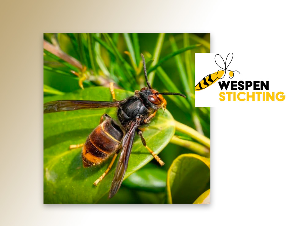 Veel discussie om bestrijding Aziatische hoornaar