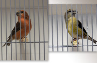 Vogels kweken is een intensief maar boeiend proces