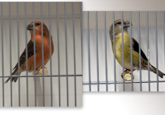 Vogels kweken is een intensief maar boeiend proces