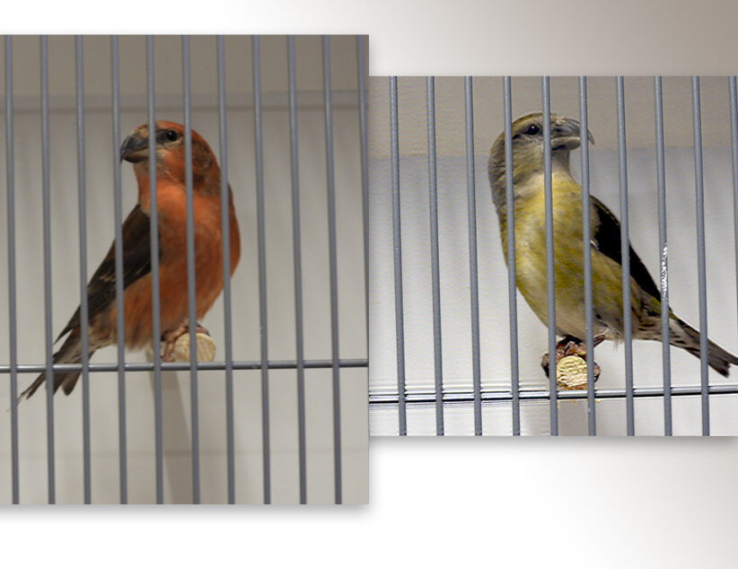 Vogels kweken is een intensief maar boeiend proces