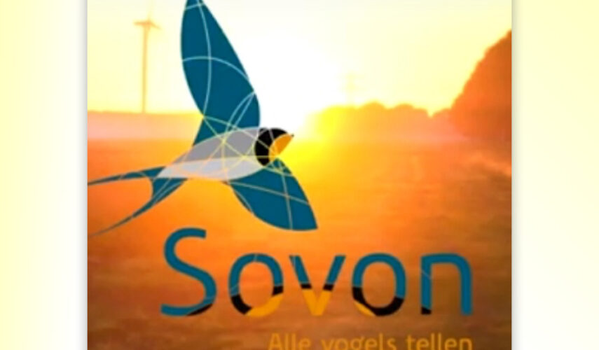 Records en alarmbellen: zeldzame broedvogels in 2025