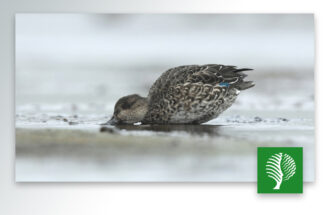 De reis van wintertaling Zara