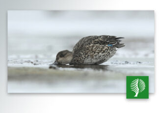 De reis van wintertaling Zara