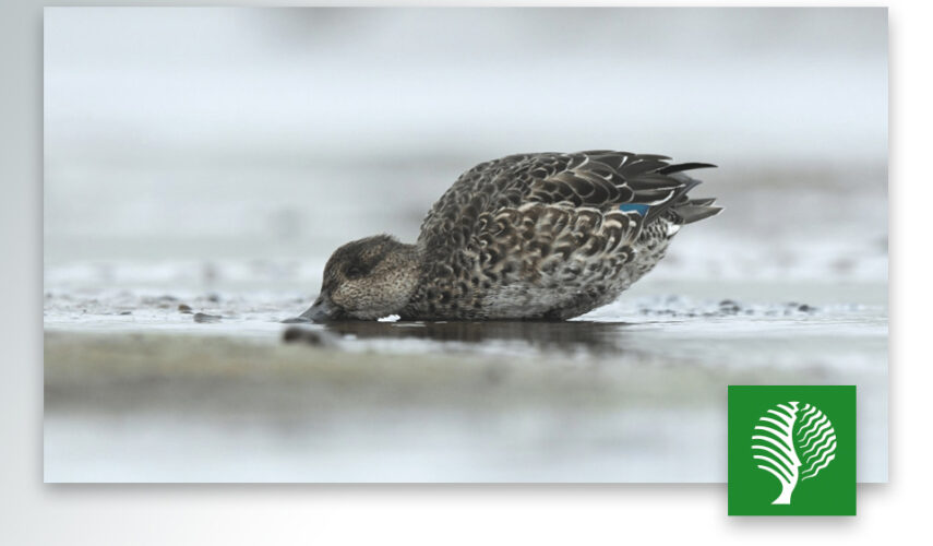 De reis van wintertaling Zara