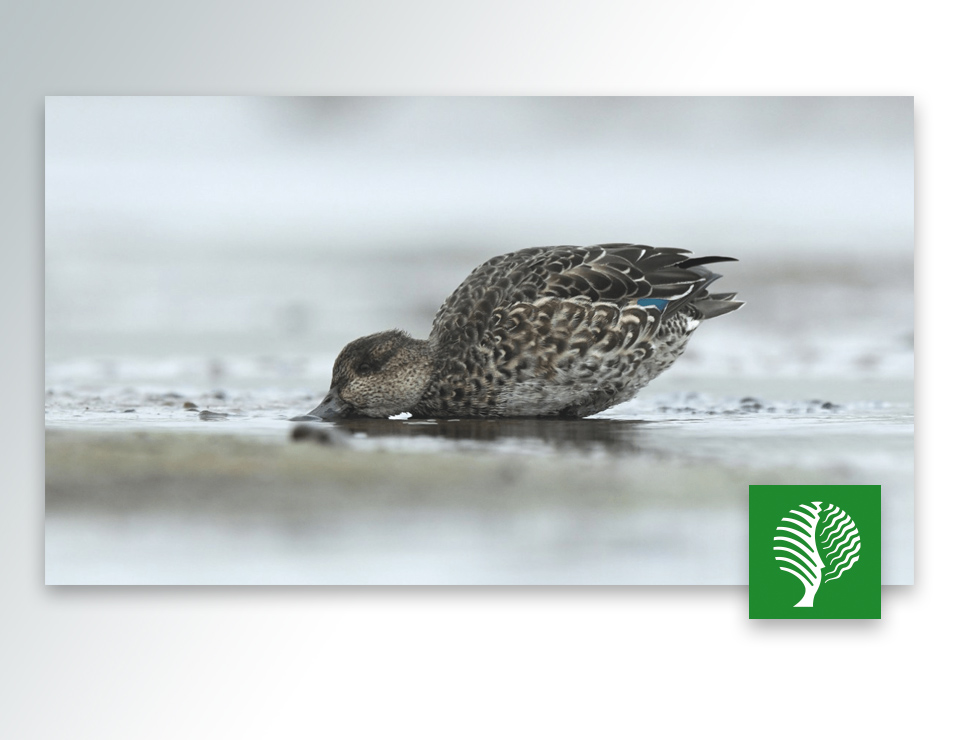 De reis van wintertaling Zara