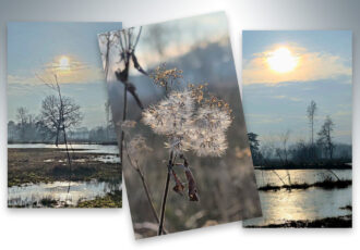 De vennen in het Brecklenkampse Veld