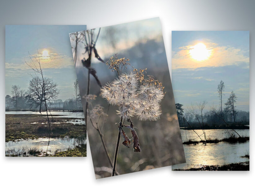 De vennen in het Brecklenkampse Veld