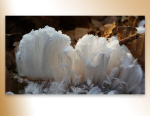 De baard van koning winter