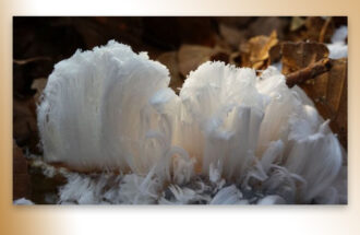 De baard van koning winter