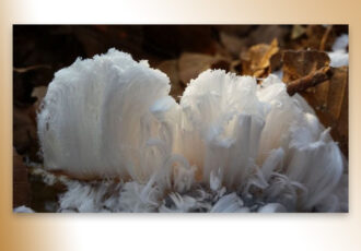 De baard van koning winter