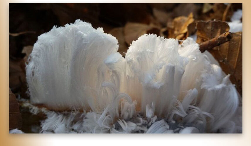 De baard van koning winter