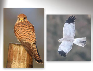 Mooie roofvogels in de Aogeleres