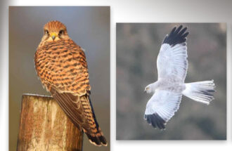 Mooie roofvogels in de Aogeleres