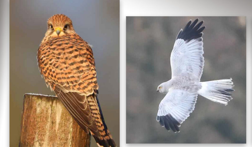 Mooie roofvogels in de Aogeleres