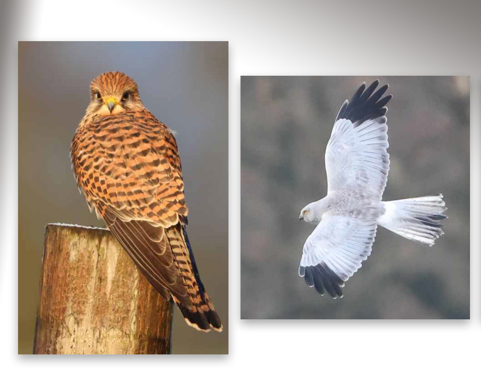 Mooie roofvogels in de Aogeleres