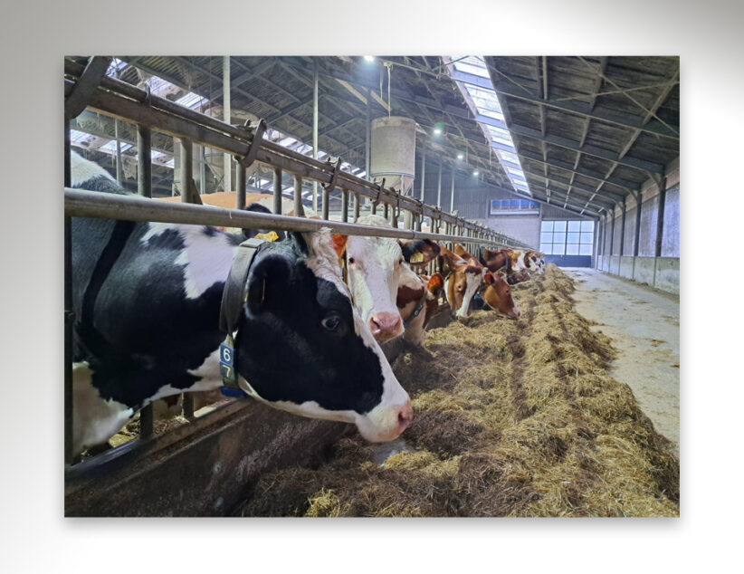 Staatsbosbeheer versterkt samenwerking met boeren in Twente