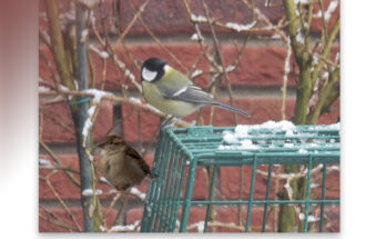 Koolmees verslaat huismus