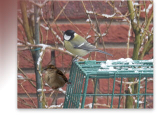 Koolmees verslaat huismus