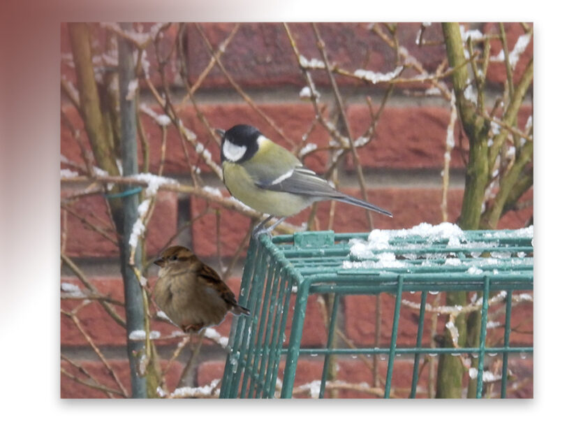 Koolmees verslaat huismus