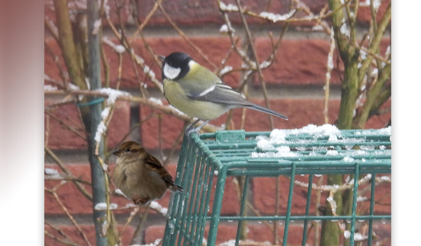Koolmees verslaat huismus