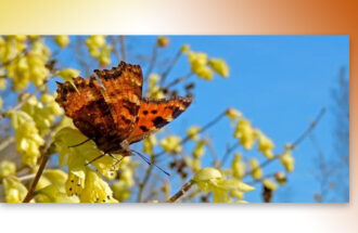 Mooie voorjaarse vlinderweken