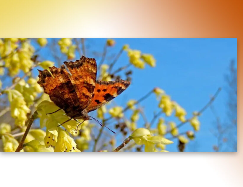 Mooie voorjaarse vlinderweken