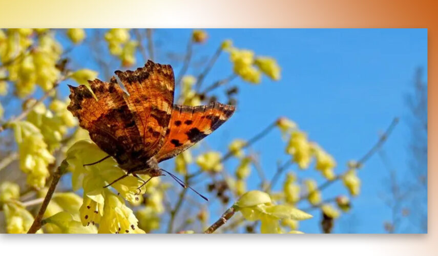 Mooie voorjaarse vlinderweken