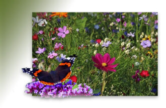 Gratis bloemzaden voor grondeigenaren 2026