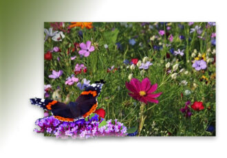 Gratis bloemzaden voor grondeigenaren 2026