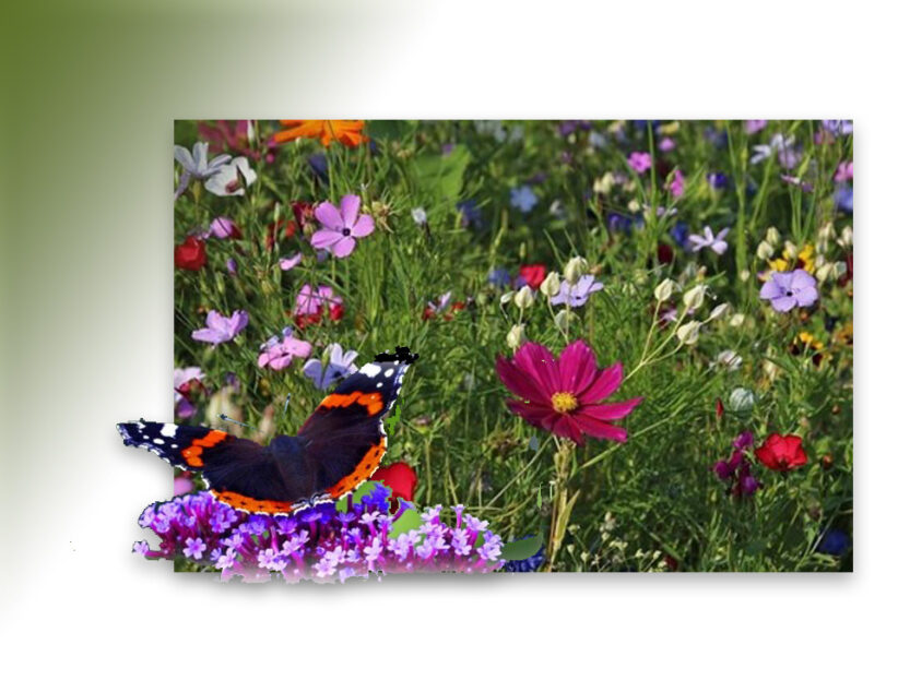 gratis bloemzaden voor grondeigenaren 2026