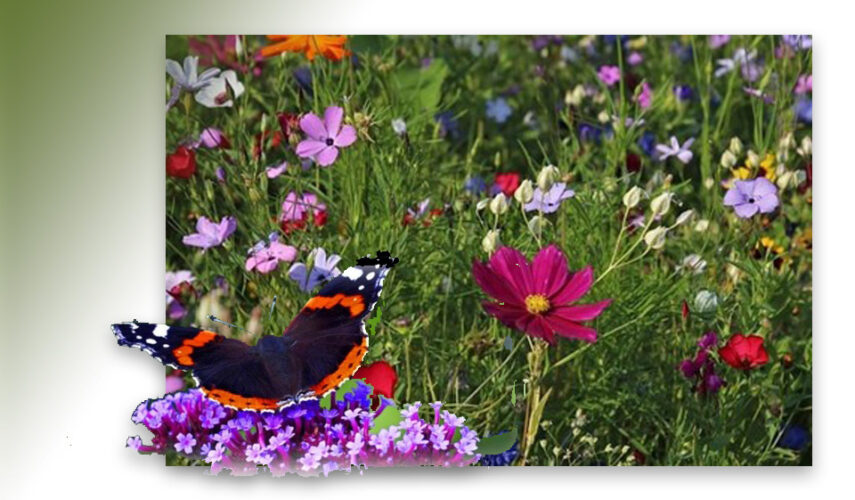 Gratis bloemzaden voor grondeigenaren 2026