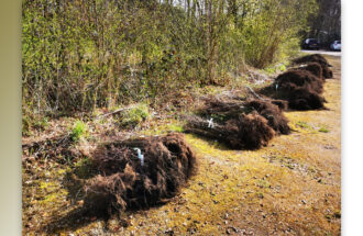 9000 Bomen en struiken voor het Twentse Landschap