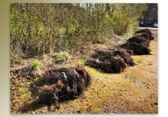9000 Bomen en struiken voor het Twentse Landschap