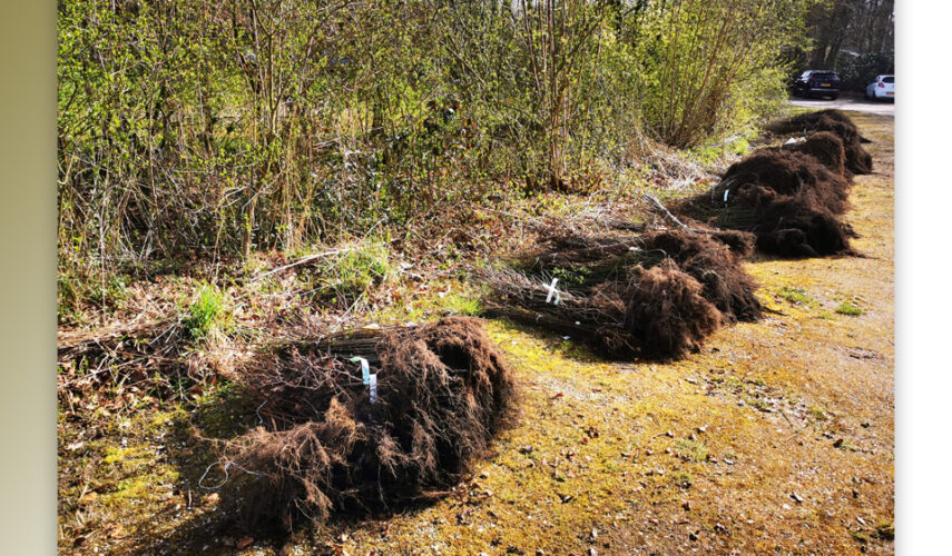 9000 Bomen en struiken voor het Twentse Landschap