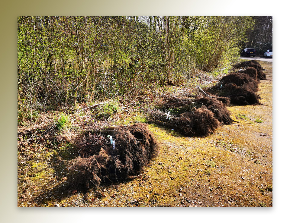 9000 Bomen en struiken voor het Twentse Landschap