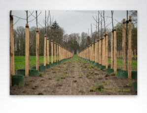 Provincie Overijssel gaat herbeplantingsplicht bij kapmeldingen 100% handhaven 