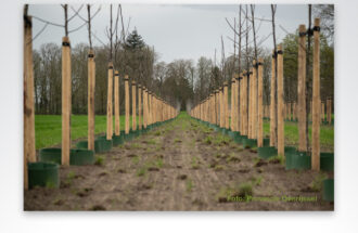 Provincie Overijssel gaat herbeplantingsplicht bij kapmeldingen 100% handhaven 