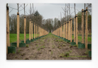 Provincie Overijssel gaat herbeplantingsplicht bij kapmeldingen 100% handhaven 