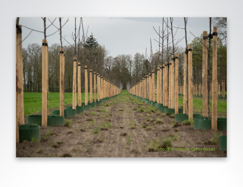 Provincie Overijssel gaat herbeplantingsplicht bij kapmeldingen 100% handhaven 