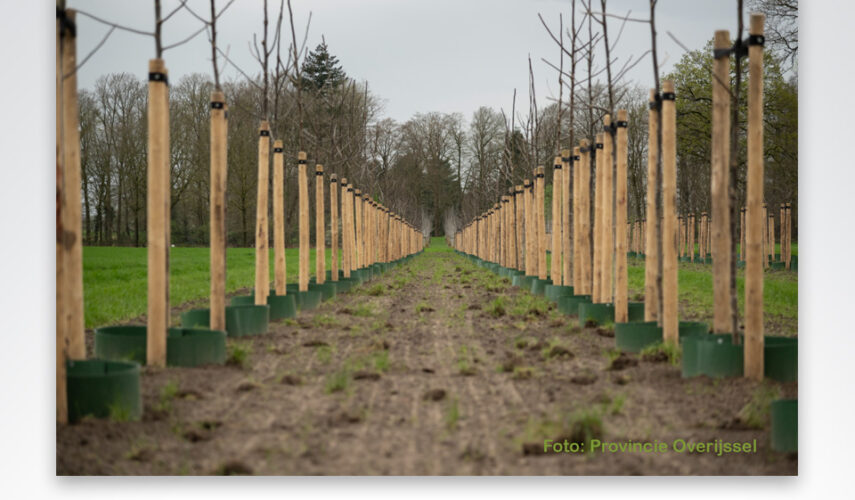 Provincie Overijssel gaat herbeplantingsplicht bij kapmeldingen 100% handhaven 