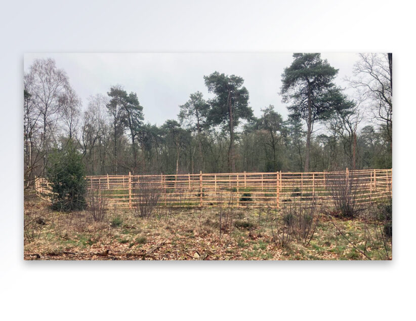 Houten rasters in het Springendal beschermen jonge bomen