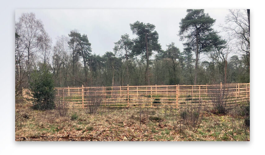 Houten rasters in het Springendal beschermen jonge bomen