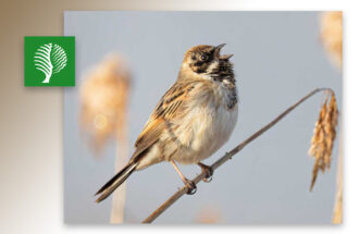 Vogels spotten in de Engbertsdijksvenen