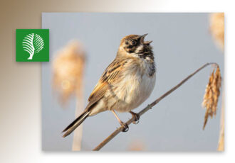 Vogels spotten in de Engbertsdijksvenen