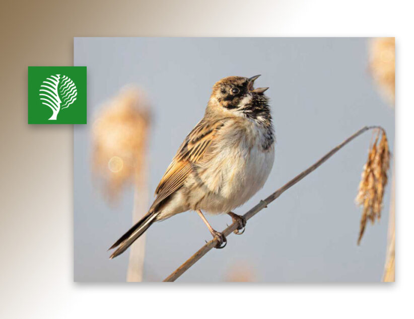Vogels spotten in de Engbertsdijksvenen